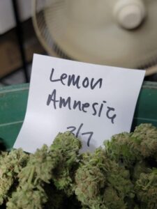 Kjøp Lemon Haze Cannabis mot kroniske smerter norge