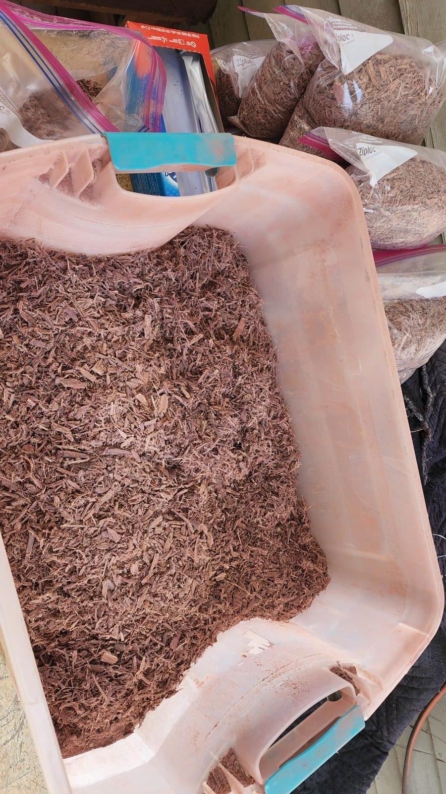 kjøp Mimosa Hostilis For kroniske smerter