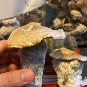 kjøp magisk sopp på nett i oslo Norge